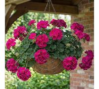 Bedwen Pelargonium 'Castello Lea Violet' Plug Plant x4 - Intense Violet-Purple Zonal Geranium for Patio Pots