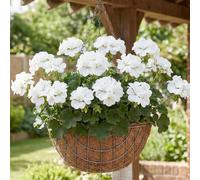 Bedwen Pelargonium 'Dolce Vita Erika White' 9cm Plant x2 - White Flowering Bedding Geranium with Pink Eyes for Elegant Containers