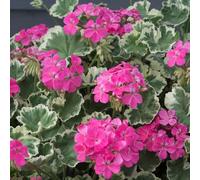 Bedwen Pelargonium 'Madame Salleron' Plug Plants x3 - Bedding Geranium with Silver Variegated Foliage for Edging & Texture