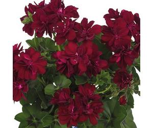 Bedwen Pelargonium 'Moonflair Burgundy' 9cm Plant x2 - Trailing Ivy Leaf Geranium with Dark Red Flowers for Hanging Baskets