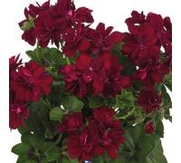 Bedwen Pelargonium 'Moonflair Burgundy' Plug Plant x4 - Trailing Ivy Leaf Geranium with Dark Red Flowers for Hanging Baskets