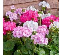 Bedwen Pelargonium 'Palladium Candyfloss Mix' Plug Plants x6 - Soft Pink & White Trailing Geranium Blooms for Hanging Baskets & Summer Bedding Displays