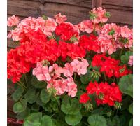 Bedwen Pelargonium 'Palladium Hot Spicy Mix' Plug Plants x6 - Fiery Red & Orange Trailing Geranium Blooms for Vibrant Hanging Baskets