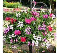 Bedwen Pelargonium 'Reach Out Mix' Plug Plant x4 - Vigorous Trailing Ivy Leaf Geranium in Vibrant Mixed Colours for Hanging Baskets
