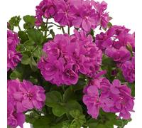 Bedwen Pelargonium 'Sunflair Amy Amethyst' 9cm Plant x2 - Trailing Ivy Leaf Geranium with Violet-Purple Flowers for Sun-Loving Baskets