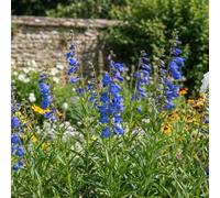 Bedwen Penstemon 'Electric Blue' Plug Plant x4 - Shrubby Perennial with Intense Sky-Blue Flowers