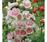 Bedwen Penstemon 'Strawberries & Cream' Plug Plant x3 - Bicolour Perennial with Long Summer Blooms for Borders & Cottage Gardens