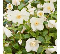 Bedwen Philadelphus 'Petite Perfume White' 9cm Plant - Dwarf Scented Mock Orange Shrub for Small Gardens