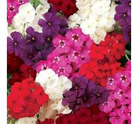 Bedwen Phlox '21st Century Mix' Plug Plants x6 - Dwarf Annual Phlox for Colourful Bedding & Patio Pots