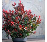 Bedwen Photinia 'Little Red Robin' 9cm Plant - Dwarf Evergreen Shrub with Red New Foliage for Small Gardens