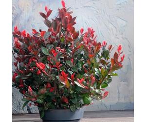 Bedwen Photinia 'Little Red Robin' 9cm Plant - Dwarf Evergreen Shrub with Red New Foliage for Small Gardens