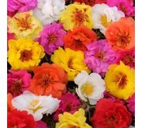 Bedwen Portulaca 'Happy Trails Mix' 9cm Plant x2 - Trailing Moss Rose Succulent for Hot Hanging Baskets