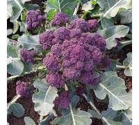 Bedwen Purple Sprouting Broccoli 'Burgundy' Plug Plant x6 - Early Cropping Variety for Tender Spears, Stir-Fries & Late Winter Harvests