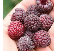 Bedwen Raspberry 'Summer Lovers Garden Purple' 5cm Plant x2 - Dark Sweet Berries for Desserts, Fresh Eating & Summer Harvests