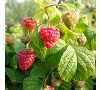 Bedwen Raspberry 'Tulameen' Canes - Late Summer Variety with Superior Sweet Flavour for Desserts, Fresh Eating & Garden Rows