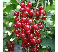 Bedwen Redcurrant 'Jonkheer Van Tets' 9cm Plant - Early Ripening Variety for Reliable Homegrown Fruit in Kitchen Gardens, Borders & Patio Pots