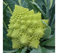 Bedwen Romanesco Cauliflower 'Veronica' F1 Plug Plant x5 - Geometric Green Curds with Nutty Flavour for Roasting, Steaming & Autumn Harvests