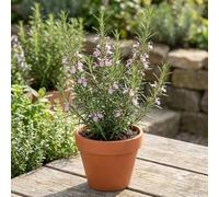 Bedwen Rosemary 'Rosy Pro' Plug Plants x5 - Unique Pink-Flowering Aromatic Herb for Ornamental Gardens