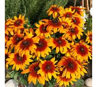 Bedwen Rudbeckia 'Cappuccino' Plug Plant x4 - Bronze-Red Black-Eyed Susan Flowers for Late Summer Colour, Pollinators & Vibrant Borders