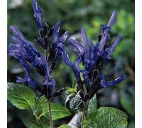 Bedwen Salvia 'Black and Blue' 2L Plant - Tall Cobalt Blue Ornamental Sage Flowers for Exotic Borders