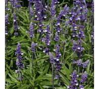 Bedwen Salvia 'Fairy Queen' Plug Plants x6 - Blue & White Bicolour Ornamental Sage Flowers for Compact Borders