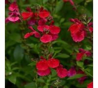 Bedwen Salvia 'Mirage Cherry Red' Plug Plant x4 - Heat Tolerant Ornamental Sage Perennial with Bright Red Blooms