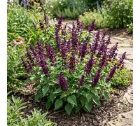 Bedwen Salvia 'Vista Purple' Plug Plants x6 - Compact Deep Purple Ornamental Bedding Sage for Pots