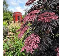 Bedwen Sambucus 'Cherry Lace' 9cm Plant - Compact Black-Leaved Elderberry Shrub with Red Flowers for Patio Pots