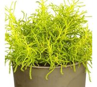 Bedwen Santolina 'Lemon Fizz' Plug Plant x3 - Aromatic Cotton Lavender Shrub with Lemon-Yellow Foliage for Sunny Borders & Edging