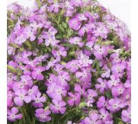 Bedwen Saponaria 'Bressingham Pink' 5cm Plant x2 - Low-Growing Soapwort with Bright Pink Spring Flowers for Rock Gardens, Walls & Drought-Tolerant Groundcover