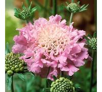 Bedwen Scabiosa 'Pink Mist' 2L Plant - Pincushion Flower Scabious Pink Flowering Perennial for Cottage Gardens & Patio Pots