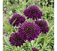 Bedwen Scabious 'Scoop Dark Purple' Plug Plant x4 - Pincushion Flower Dark Purple Pollinator Friendly Perennial for Cut Flower Gardens