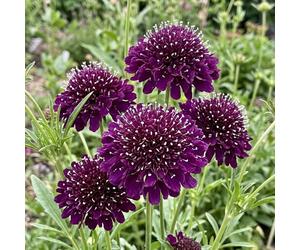 Bedwen Scabious 'Scoop Dark Purple' Plug Plant x4 - Pincushion Flower Dark Purple Pollinator Friendly Perennial for Cut Flower Gardens