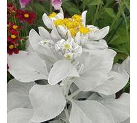 Bedwen Senecio 'Angel Wings' 2L Plant - Giant Silver Velvet Leaves for Sensory Gardens, Pots & Bold Foliage Contrast