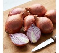 Bedwen Shallot ‘Red Sun’ Sets x10 - High-Yielding Classic Red Shallots with Great Storing Ability & Mild, Spicy Flavour with Crisp Flesh Perfect for Salads