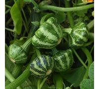 Bedwen Squash 'Green Lightning' F1 Plug Plant x4 - High Yielding Dark Green Courgette for Reliable Crops