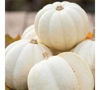 Bedwen Squash 'Mashed Potato' 9cm Plant x2 - White Acorn Squash with Fluffy Flesh for Roasting & Mashing