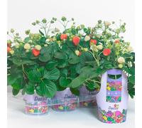 Bedwen Strawberry 'Delizz' F1 Plug Plant x4 - Award-Winning Day-Neutral Variety for Patio Pots & Baskets