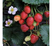 Bedwen Strawberry 'Roman' F1 9cm Plant x2 - Decorative Trailing Variety with Pink Flowers & Aromatic Fruit