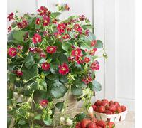 Bedwen Strawberry 'Ruby Ann' F1 9cm Plant x2 - Ornamental Variety with Ruby-Red Flowers for Hanging Baskets