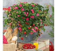 Bedwen Strawberry 'Toscana' F1 Plug Plant x4 - Award-Winning Pink-Flowering Variety with Continuous Summer Fruit for Baskets & Pots