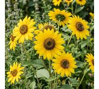 Bedwen Sunflower 'Flying Saucers' Plug Plant x3 - Branching Multi-Headed Sunflower with Quirky Yellow Blooms for Borders, Wildlife Gardens & Long-Lasting Summer Colour