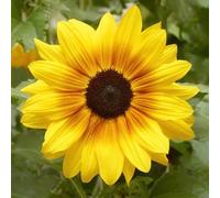 Bedwen Sunflower 'Sunfinity Yellow Red Bicolour' 2L Plant - Free-Flowering Sunflower with Tall Long-Lasting Blooms for Patio Pots, Borders & Summer Colour
