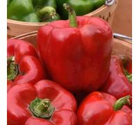 Bedwen Sweet Pepper 'Paragon' Plug Plants x5 - Pointed Red Romano-Type Fruits for Sweet Salads & Roasting