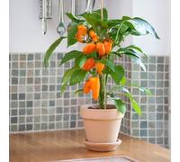 Bedwen Sweet Pepper 'Snack Orange' 9cm Plant x2 - Mini Lunchbox Variety with Sweet Orange Fruit for Snacking, Salads & Kids’ Lunches