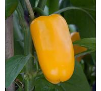 Bedwen Sweet Pepper 'Snack Yellow' 9cm Plant x2 - Mini Lunchbox Variety with Sweet Yellow Fruit for Snacking, Salads & Bright Edible Displays