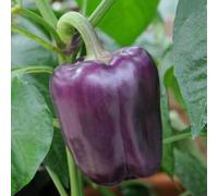 Bedwen Sweet Pepper 'Tequila' 9cm Plant x2 - Colour Changing Variety with Lilac-Purple Fruit for Salads, Snacking & Patio Pots