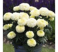 Bedwen Tagetes 'Heleda Vanilla' 7cm Plant x3 - Compact African Marigold with Soft Vanilla-Cream Blooms for Bedding Displays, Patio Pots & Long-Lasting Summer Colour