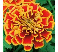 Bedwen Tagetes 'Texana Flame' Plug Plant x6 - Compact French Marigold with Fiery Red-and-Orange Blooms for Bedding Displays, Patio Pots & Long-Lasting Summer Colour