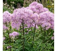 Bedwen Thalictrum 'Nimbus Pink' Plug Plant x3 - Airy Pink Meadow Rue with Delicate Summer Clouds for Cottage Borders, Woodland Edges & Light-Textured Planting
